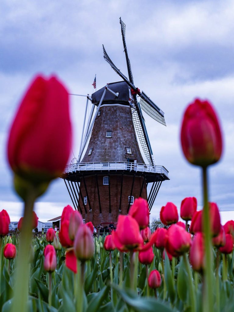Molen en tulpen